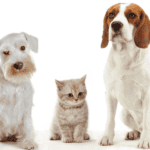 Animal Friendly Spaces Blog Header
