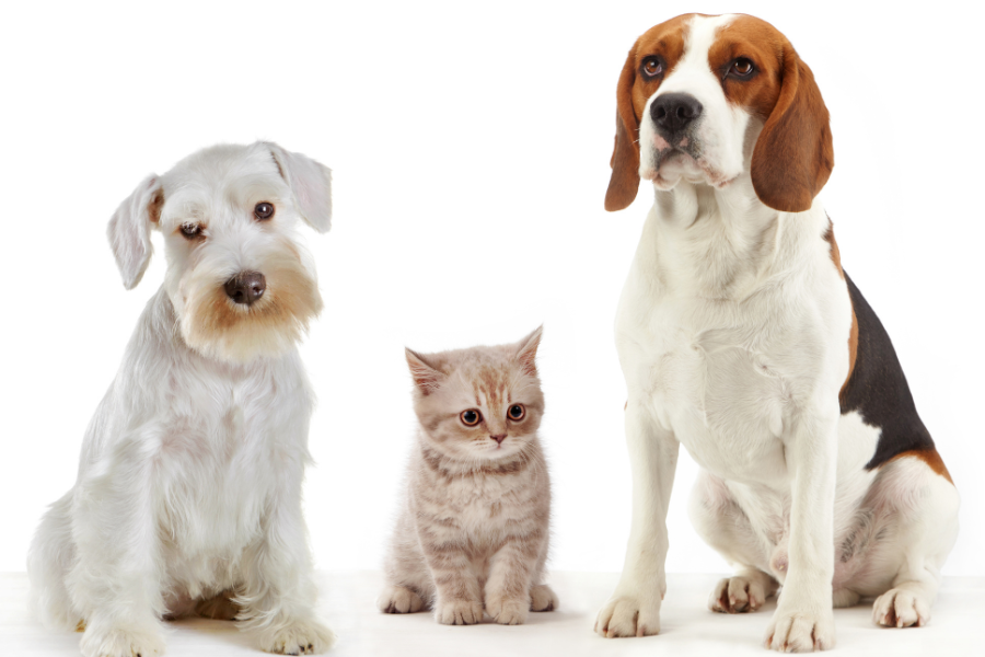 Animal Friendly Spaces Blog Header