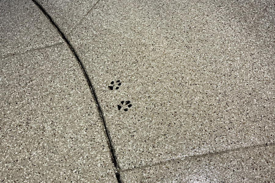 Paw Print Patio Blog Header