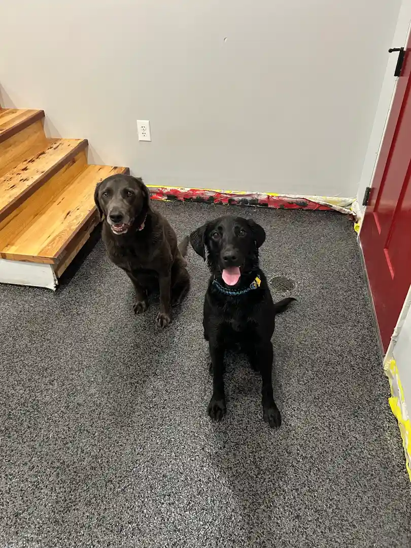 your guide to the best basement flooring options image